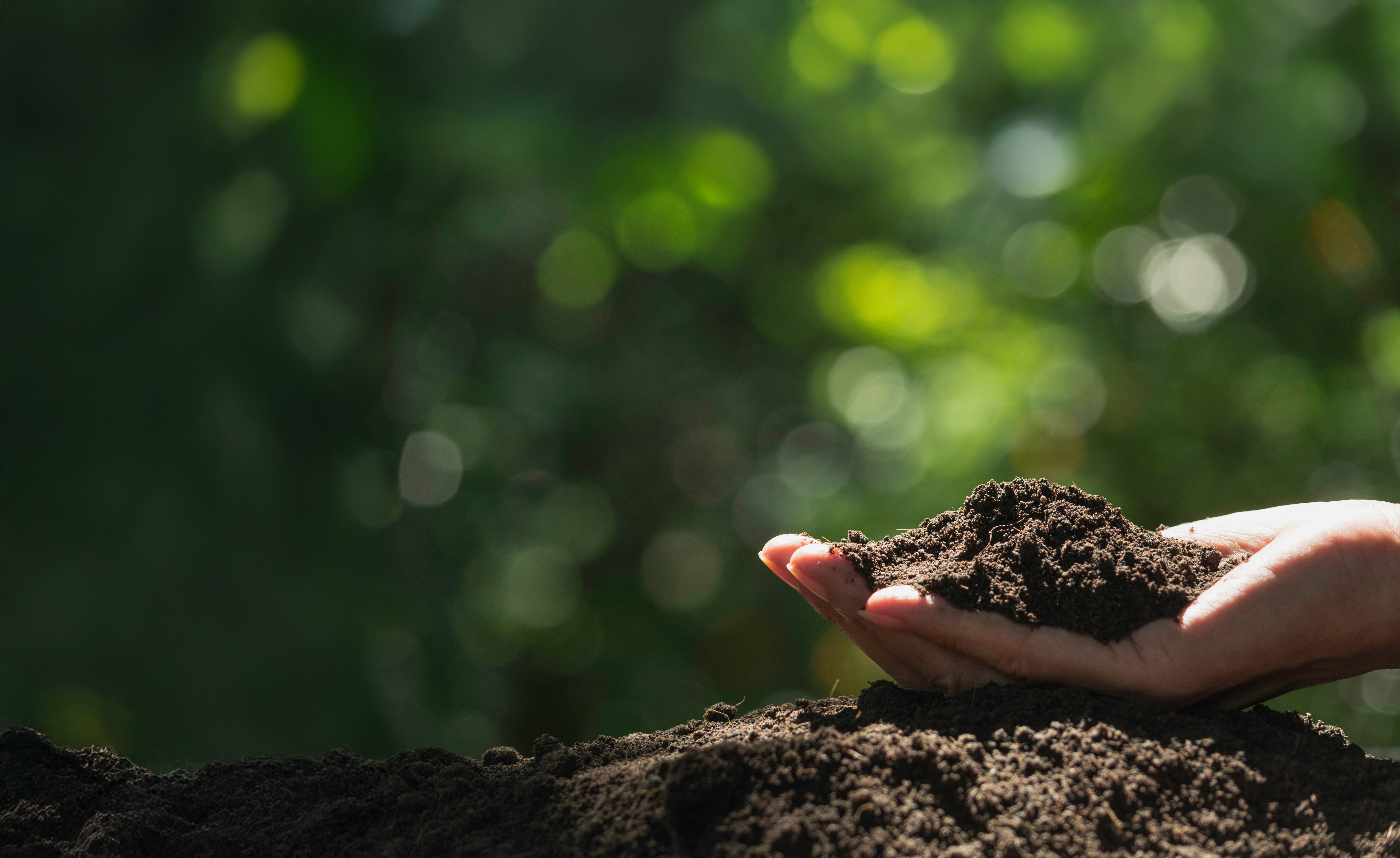 Qldc Climate Action Plan