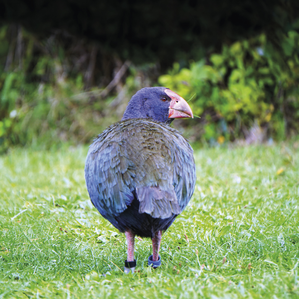 Qldc Climate And Biodiversity Plan Lets Talk Home Page Tile May25