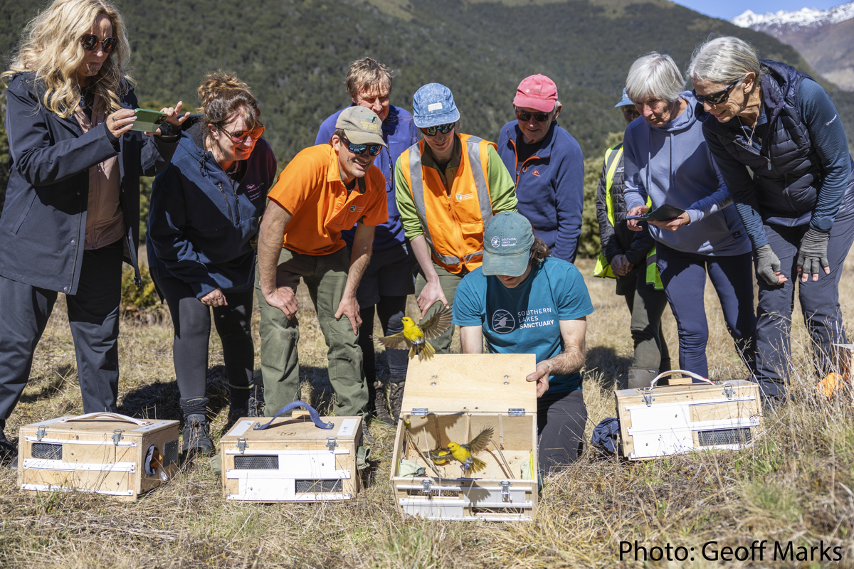 Mohua Release 14Oct2025 West Matukituki Credit Geoff Marks (173) (1) (1)