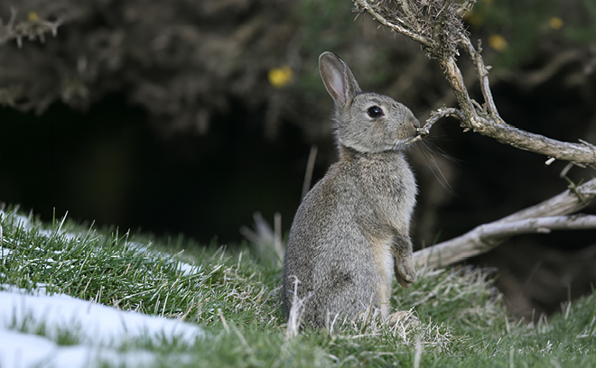 QLDC_Climate Website_Page Image_Update_660 x 408_Aug26_RABBIT CONTROL.jpg