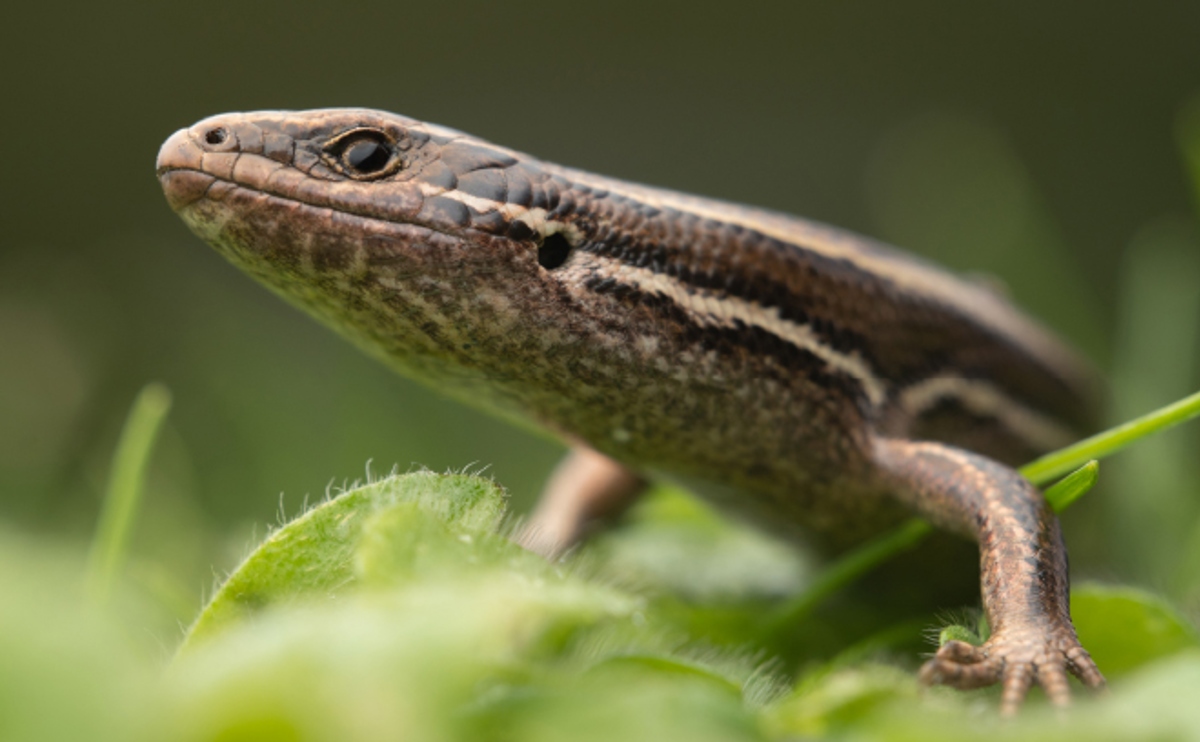 QLDC_Climate-Website_Page-Image_Update_660-x-408 SKINK.jpg