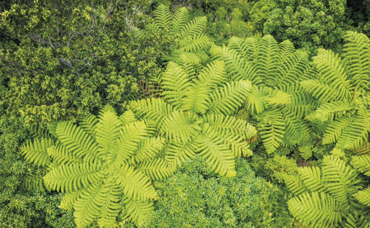 QLDC Climate Website Page Image Update 660 X 408 FOREST AERIAL
