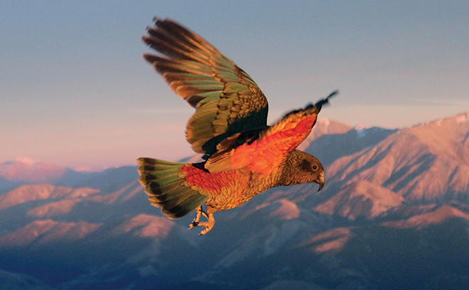 Content Page Biodiversity